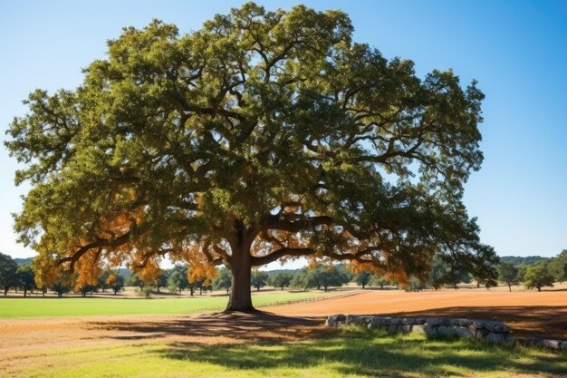 in piedi all'ombra di una grande quercia con foglie arancione fotografia professionale