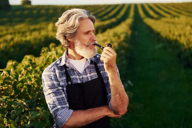 In piedi e fumatori Uomo anziano ed elegante con capelli grigi e barba sul campo agricolo con raccolto