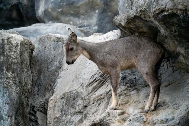 in piedi goral sulla roccia