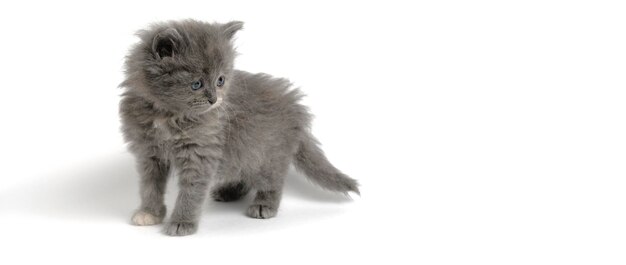 In piedi grigio gattino lanuginoso sfondo bianco