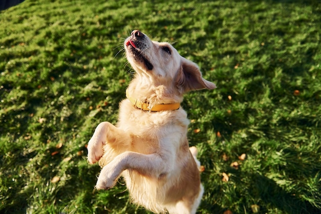 In piedi sulle gambe Il bellissimo cane Golden Retriever fa una passeggiata all'aperto nel parco