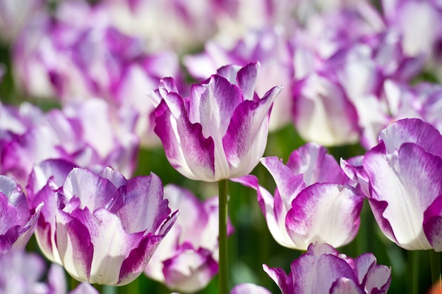 In piena fioritura. Tulipani in giardino nel giorno soleggiato. Fiori di primavera. Giardinaggio.