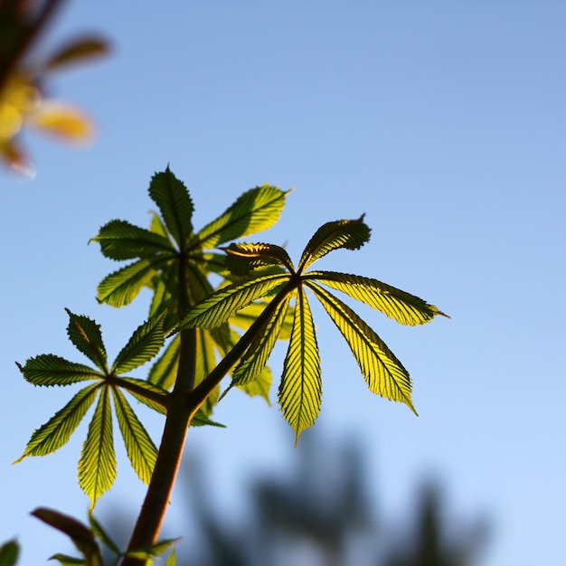 In primavera fioriscono giovani foglie di castagno