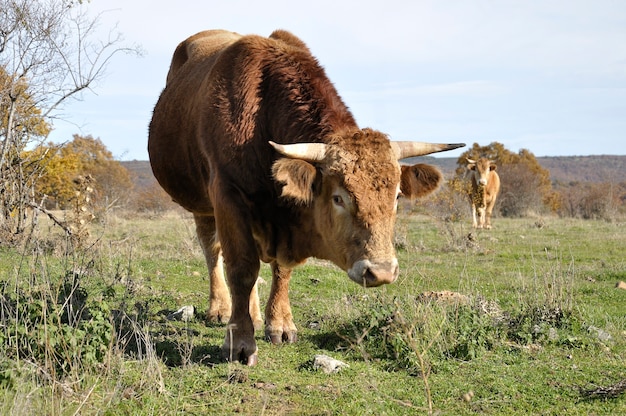 In primo piano un toro marrone su un prato in Spagna