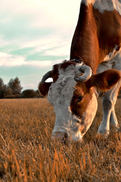 In questa foto vediamo un bellissimo animale che ama questo mondo e tutto ciò che lo circonda