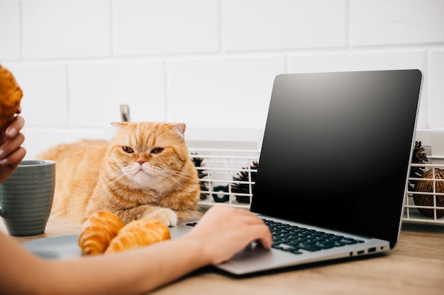 In questo ritratto una donna si gode della compagnia del suo gatto Scottish Fold mentre lavora alla sua scrivania con un portatile Il loro legame rappresenta la deliziosa fusione di lavoro e amicizia con gli animali domestici