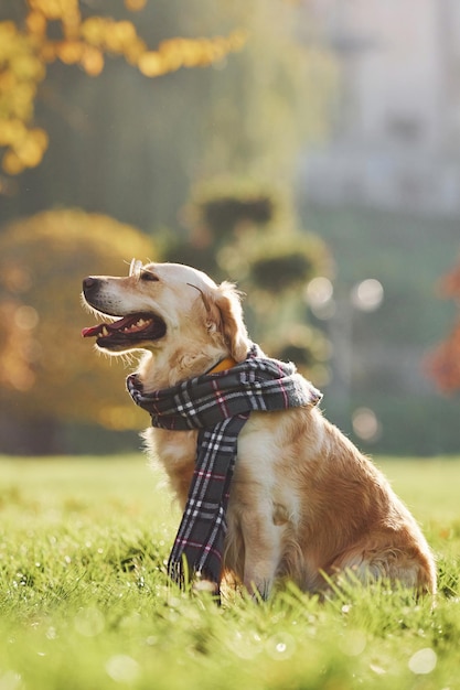 In sciarpa Il bellissimo cane Golden Retriever fa una passeggiata all'aperto nel parco