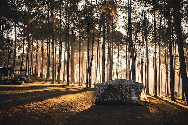 In tenda nella foresta al mattino