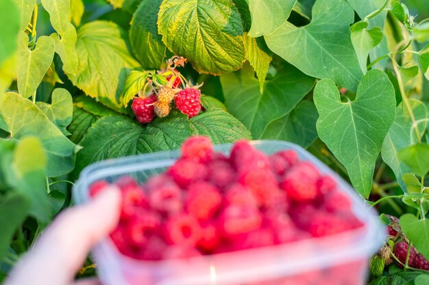 In un pomeriggio d'estate un agricoltore raccoglie lamponi maturi in un contenitore Coltivazione di bacche e raccolta