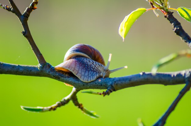 In una fattoria, le lumache strisciano lungo gli alberi da frutto.