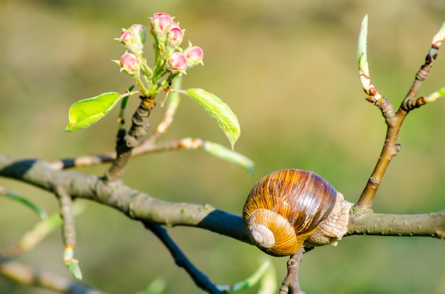 In una fattoria, le lumache strisciano lungo gli alberi da frutto