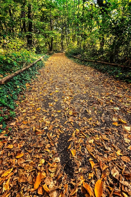 In una fresca giornata autunnale una passeggiata nella foresta è un passatempo molto piacevole