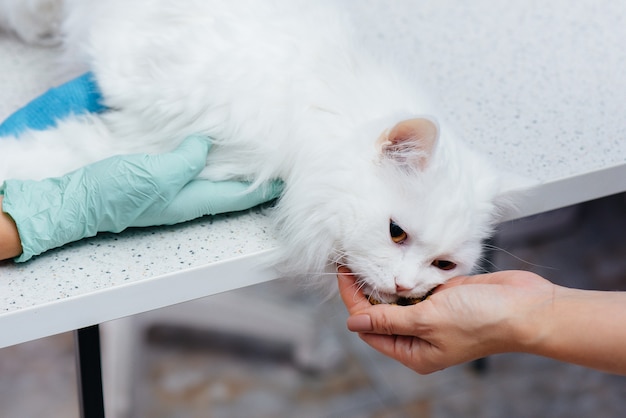 In una moderna clinica veterinaria, un gatto di razza viene esaminato e trattato sul tavolo. Clinica veterinaria.