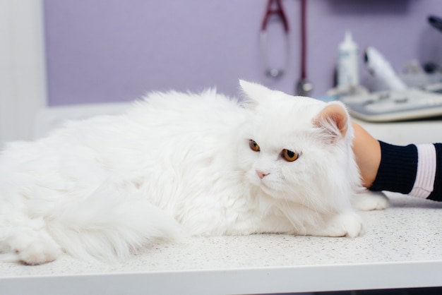 In una moderna clinica veterinaria, un gatto di razza viene esaminato e trattato sul tavolo. Clinica veterinaria.