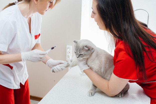 In una moderna clinica veterinaria, un gatto di razza viene esaminato e trattato sul tavolo. Clinica veterinaria