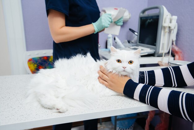 In una moderna clinica veterinaria, un gatto purosangue viene esaminato e trattato sul tavolo. Clinica veterinaria.