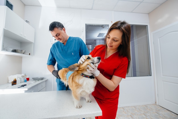 In una moderna clinica veterinaria viene esaminato un cane Corgi di razza. Clinica veterinaria