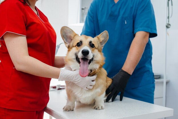 In una moderna clinica veterinaria viene esaminato un cane Corgi di razza. Clinica veterinaria