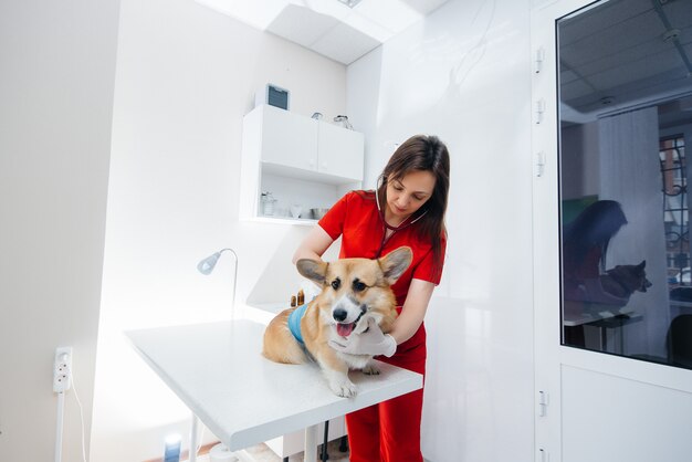 In una moderna clinica veterinaria viene esaminato un cane Corgi di razza. Clinica veterinaria.