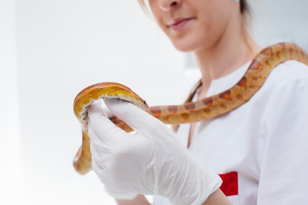 In una moderna clinica veterinaria viene esaminato un serpente giallo. Clinica veterinaria.
