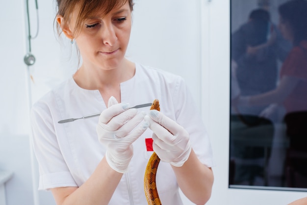 In una moderna clinica veterinaria viene esaminato un serpente giallo. Clinica veterinaria.