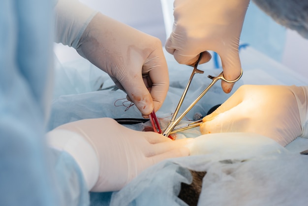 In una moderna clinica veterinaria, viene eseguita un'operazione su un animale sul tavolo operatorio in primo piano. Clinica veterinaria.