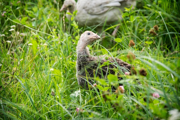 In una soleggiata giornata estiva un piccolo tacchino siede in giardino