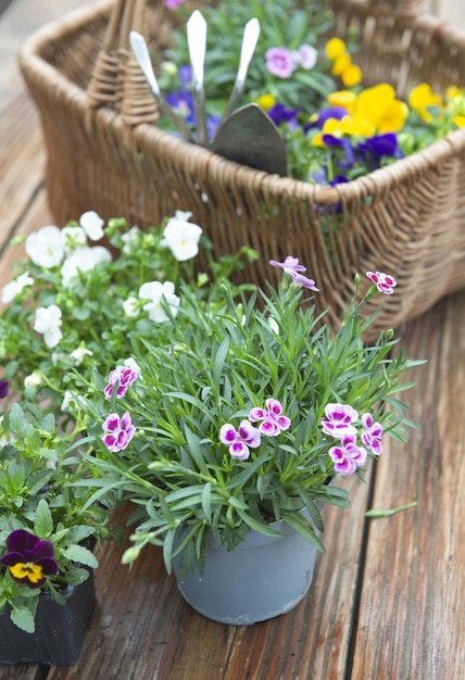 in vaso in fiore e un cesto di fiocco pieno di fiori e attrezzi da giardinaggio su un tavolo di legno bagnato