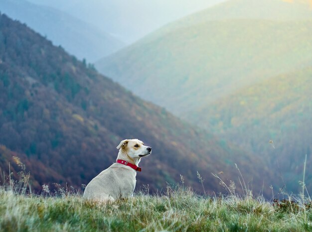 In viaggio con l'animale.