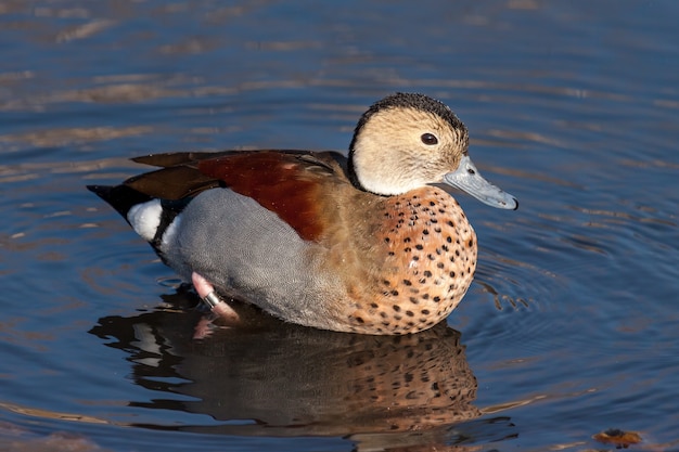 Inanellato Teal (Callonetta leucophrys) nelle acque poco profonde di un lago di Londra