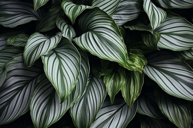 Incantesimi mistici che svelano la bellezza enigmatica della grigia calathea Lutea sfondo a foglia a disegno