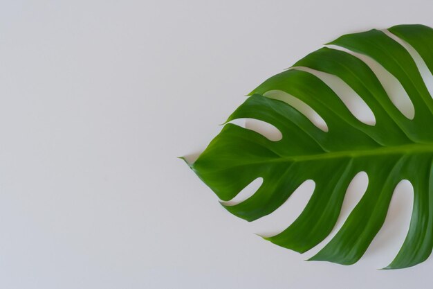 Incantesimo della foglia di Monstera