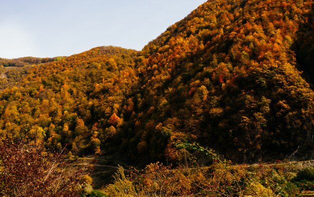 Incantevole natura magica, pendii montani e colline ricoperte di alberi gialli, natura autunnale