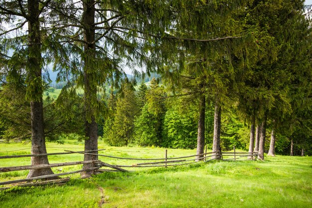 Incantevole paesaggio estivo di un prato verde su una collina che domina un fitto bosco di conifere