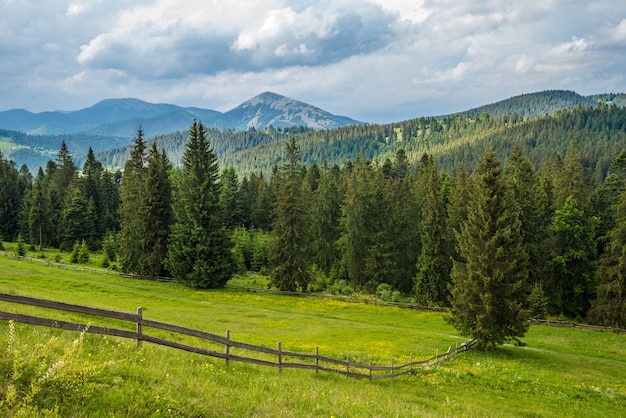 Incantevole paesaggio estivo di un prato verde su una collina che domina un fitto bosco di conifere