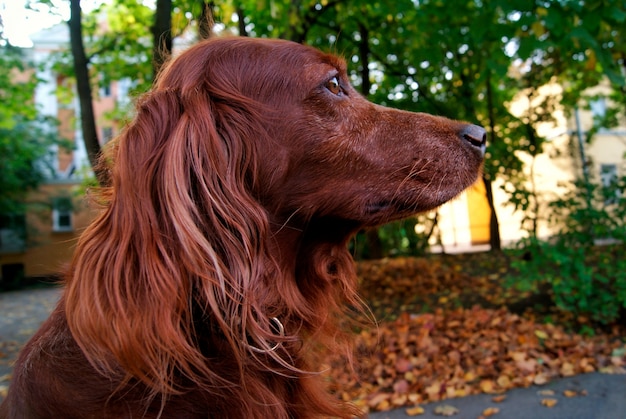 Incastonatore di cani in autunno nel parco