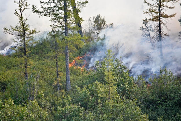 incendi boschivi