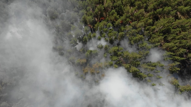 Incendio boschivo con denso fumo nero.