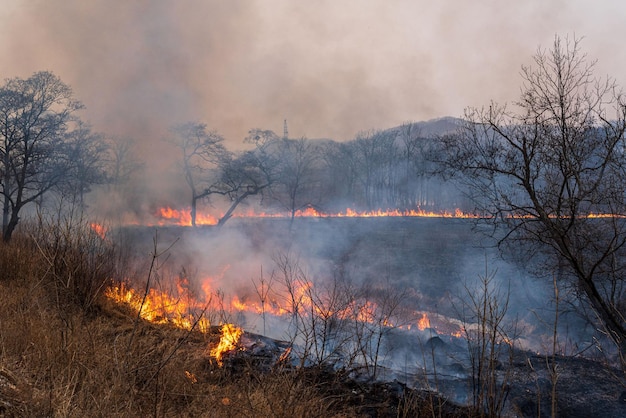 Incendio boschivo Incendio nella foresta bruciano erba secca e alberi Foto di alta qualità