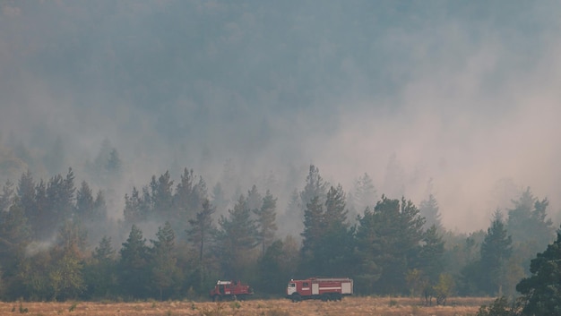 Incendio nella foresta. Forte fuoco e nebbia nella foresta