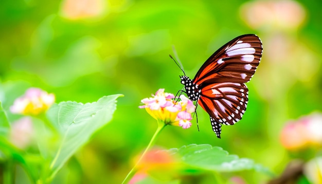 Incontro aggraziato Farfalla monarca che riposa su una pianta di fiori che cattura la luce e la bellezza della natura