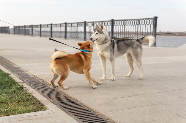 Incontro di due cani a passeggio