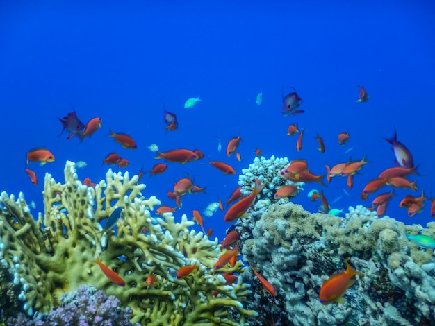 Incredibile acqua blu intenso con pesci colorati sui coralli durante le immersioni nei dettagli dell'Egitto