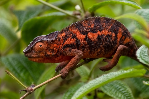 Incredibile camaleonte colorato di Parson. Endemico del Madagascar in bellissimi colori arancioni Madagascar. Africa