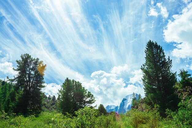 Incredibile cielo azzurro vivido con nuvole delicate sopra la catena montuosa innevata dietro alti alberi di conifere alla luce del sole