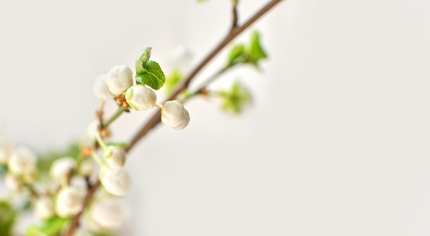 Incredibile fiore di primavera Rami di alberi con bellissimi fiori su sfondo bianco