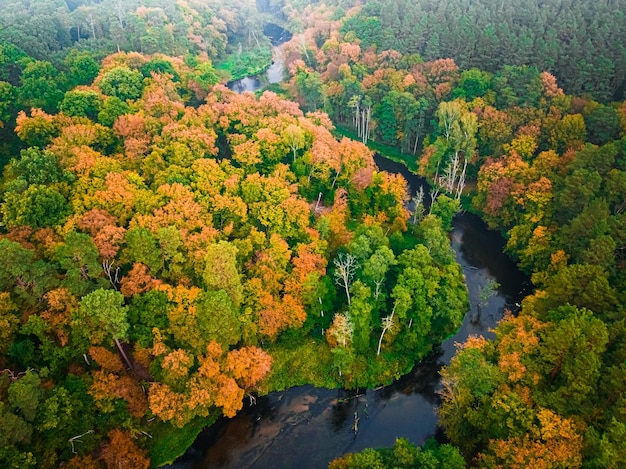 Incredibile fiume e foresta in autunno Veduta aerea della fauna selvatica