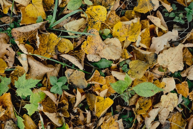 Incredibile foresta autunnale alla luce del sole serale. Foglie rosse, verdi e gialle sugli alberi e sul terreno nei boschi. Paesaggio della foresta d'oro. Sottobosco autunnale