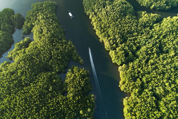 Incredibile foresta di mangrovie abbondante Veduta aerea degli alberi forestali Ecosistema della foresta pluviale e ambiente sano sfondo Texture della foresta di alberi verdi dall'alto verso il basso Veduta dall'alto