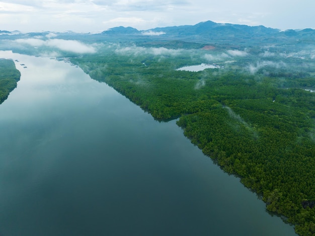 Incredibile foresta di mangrovie abbondante Veduta aerea degli alberi forestali Ecosistema della foresta pluviale e ambiente sano sfondo Texture della foresta di alberi verdi dall'alto verso il basso Veduta dall'alto